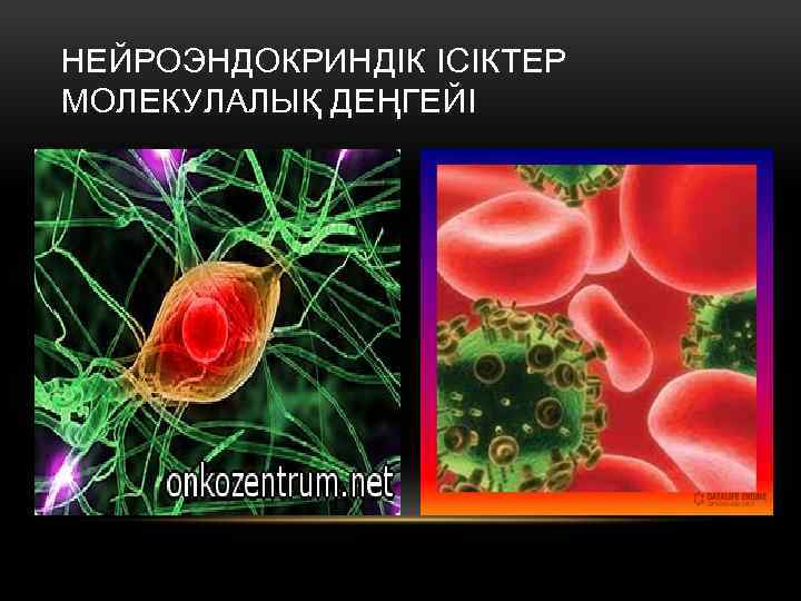 НЕЙРОЭНДОКРИНДІК ІСІКТЕР МОЛЕКУЛАЛЫҚ ДЕҢГЕЙІ 