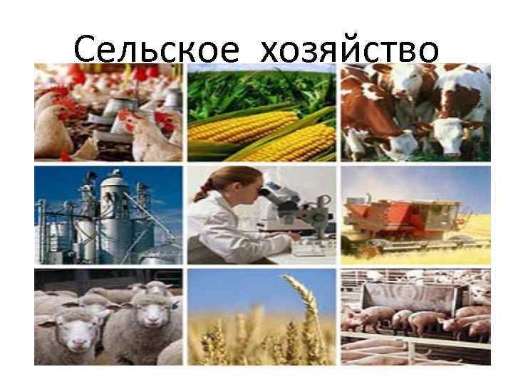 Сельское хозяйство 