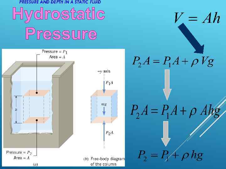 PRESSURE AND DEPTH IN A STATIC FLUID Hydrostatic Pressure 