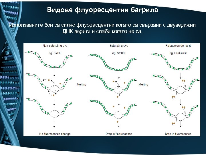 Видове флуоресцентни багрила Използваните бои са силно флуоресцентни когато са свързани с двуверижни ДНК