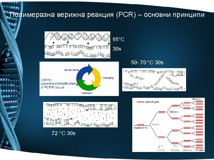 Полимеразна верижна реакция (PCR) – основни принципи 95°C 30 s 50 - 70 °C