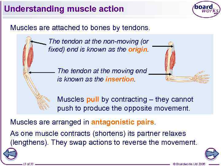 Understanding muscle action Muscles are attached to bones by tendons. The tendon at the