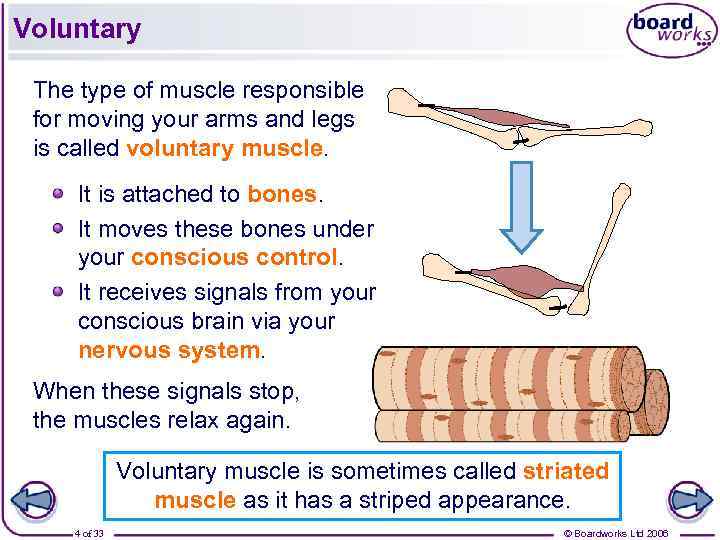 Voluntary The type of muscle responsible for moving your arms and legs is called