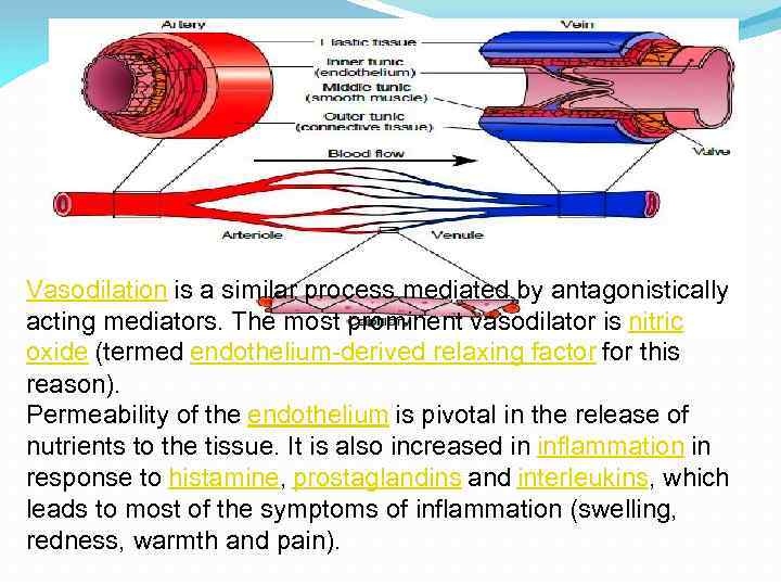 Vasodilation is a similar process mediated by antagonistically acting mediators. The most prominent vasodilator