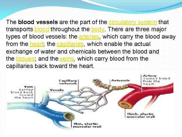 The blood vessels are the part of the circulatory system that transports blood throughout