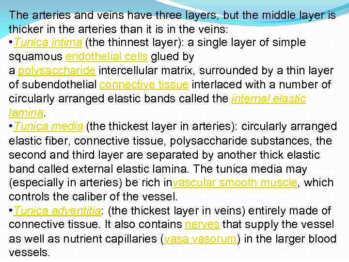 The arteries and veins have three layers, but the middle layer is thicker in