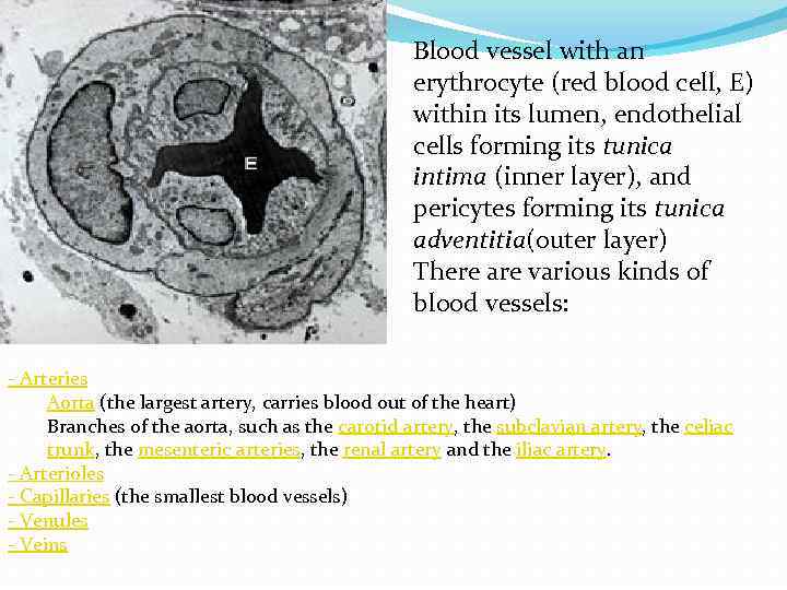 Blood vessel with an erythrocyte (red blood cell, E) within its lumen, endothelial cells