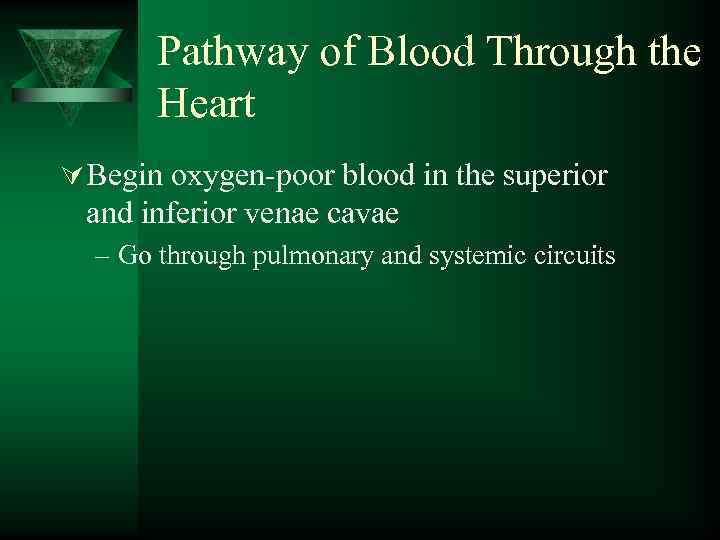 Pathway of Blood Through the Heart Ú Begin oxygen-poor blood in the superior and