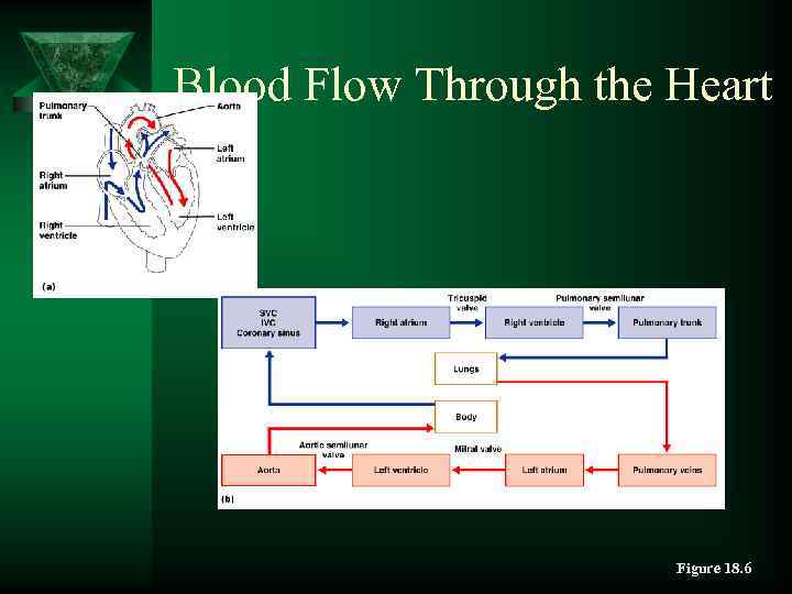 Blood Flow Through the Heart Figure 18. 6 