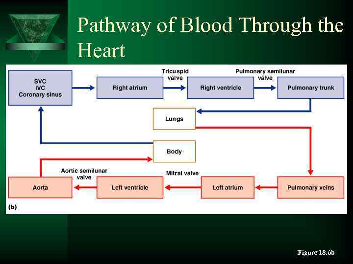 Pathway of Blood Through the Heart Figure 18. 6 b 