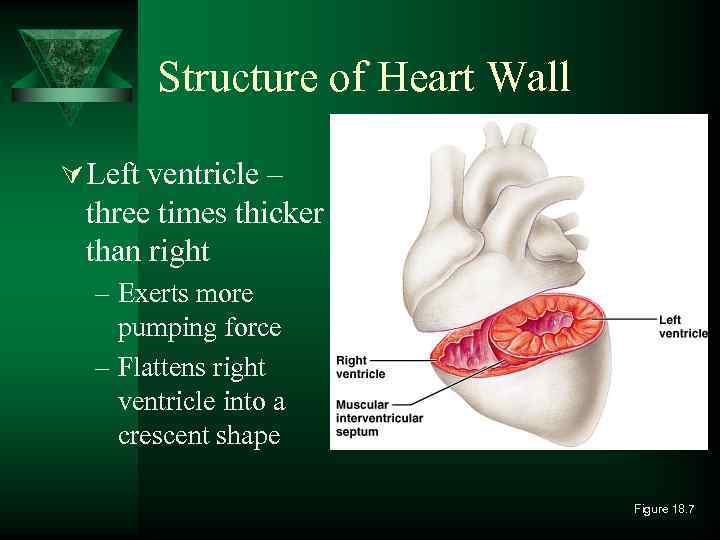 Structure of Heart Wall Ú Left ventricle – three times thicker than right –