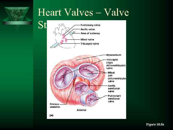 Heart Valves – Valve Structure Figure 18. 8 a 