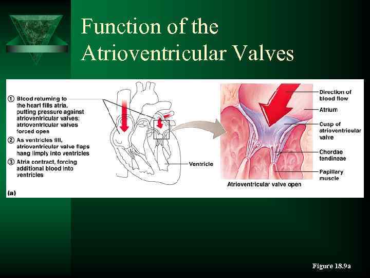 Function of the Atrioventricular Valves Figure 18. 9 a 