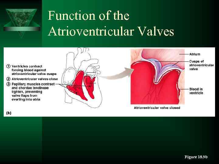 Function of the Atrioventricular Valves Figure 18. 9 b 