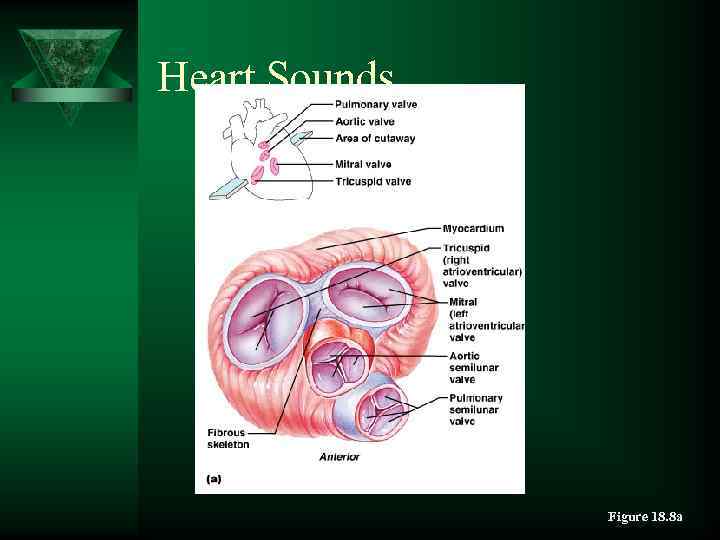 Heart Sounds Figure 18. 8 a 