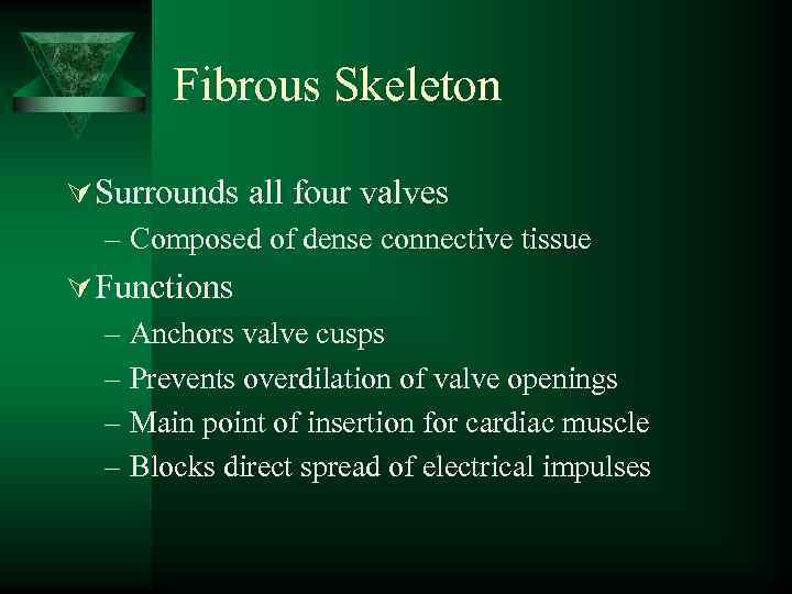 Fibrous Skeleton Ú Surrounds all four valves – Composed of dense connective tissue Ú