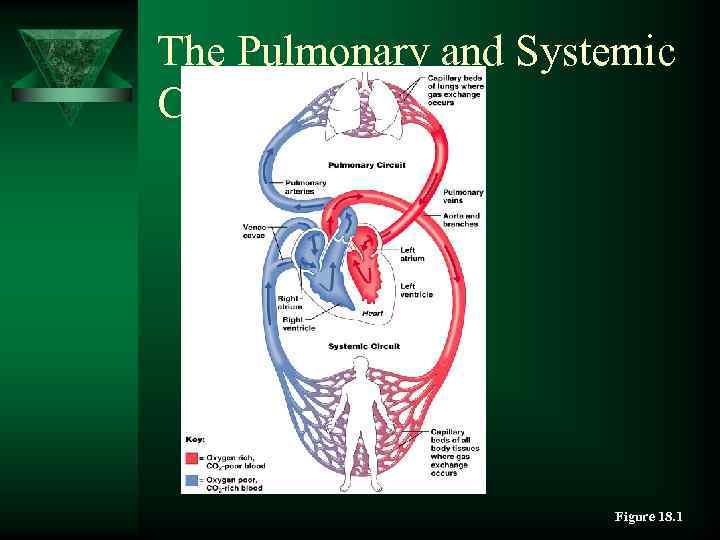 The Pulmonary and Systemic Circuits Figure 18. 1 