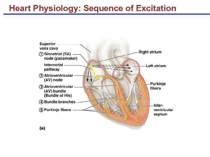 Heart Physiology: Sequence of Excitation 