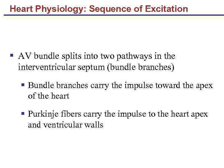 Heart Physiology: Sequence of Excitation § AV bundle splits into two pathways in the