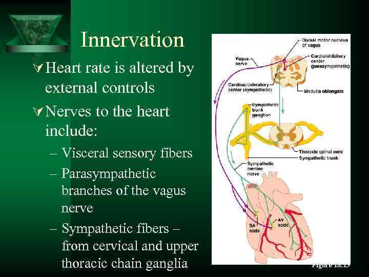 Innervation Ú Heart rate is altered by external controls Ú Nerves to the heart