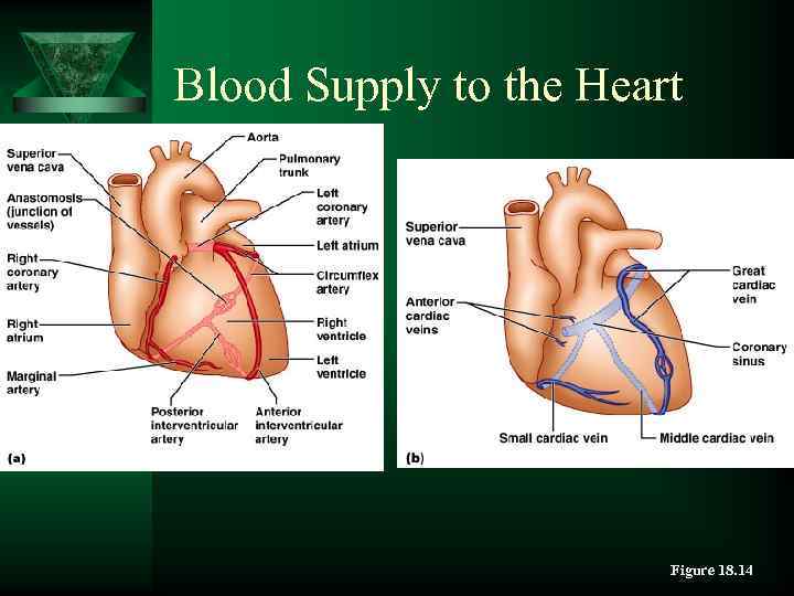 Blood Supply to the Heart Figure 18. 14 
