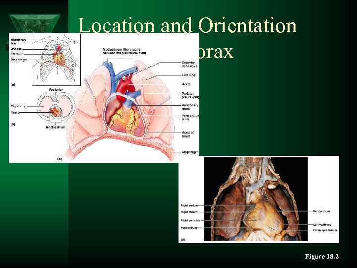 Location and Orientation within the Thorax Figure 18. 2 