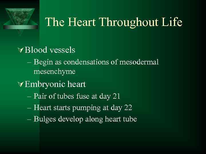 The Heart Throughout Life Ú Blood vessels – Begin as condensations of mesodermal mesenchyme