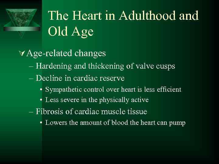 The Heart in Adulthood and Old Age Ú Age-related changes – Hardening and thickening