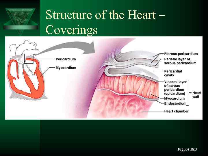 Structure of the Heart – Coverings Figure 18. 3 