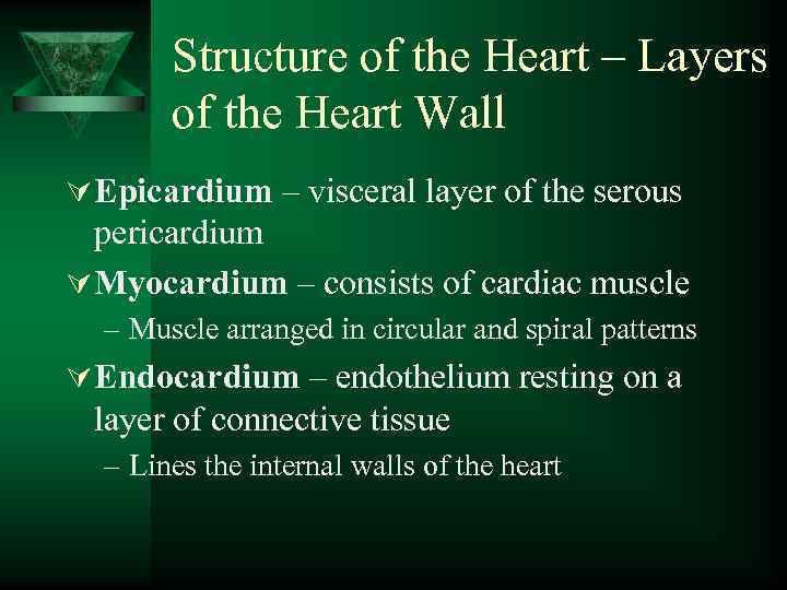 Structure of the Heart – Layers of the Heart Wall Ú Epicardium – visceral