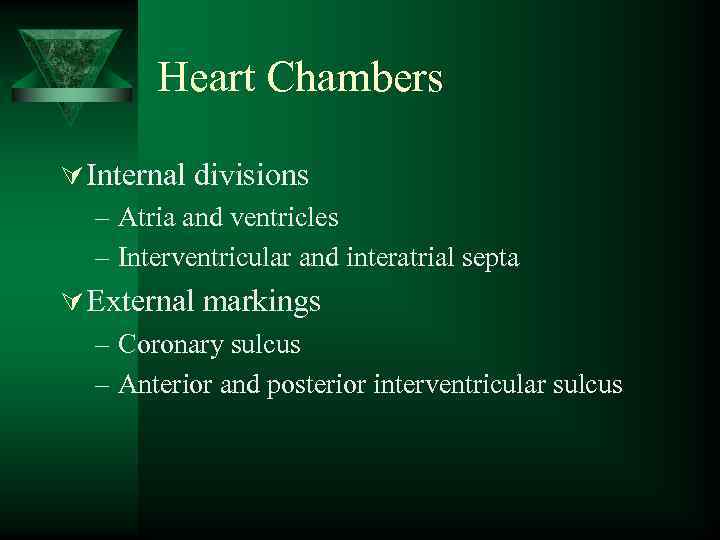 Heart Chambers Ú Internal divisions – Atria and ventricles – Interventricular and interatrial septa