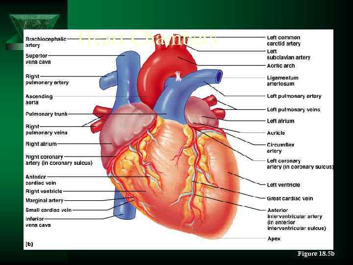 Heart Chambers Figure 18. 5 b 