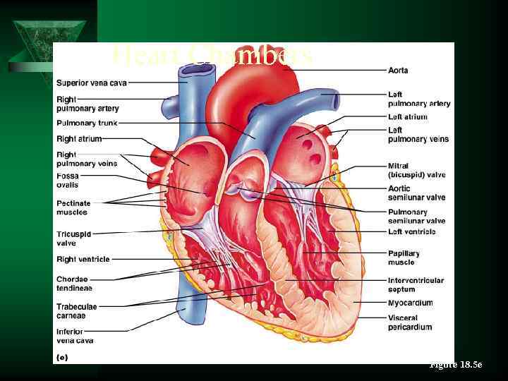 Heart Chambers Figure 18. 5 e 