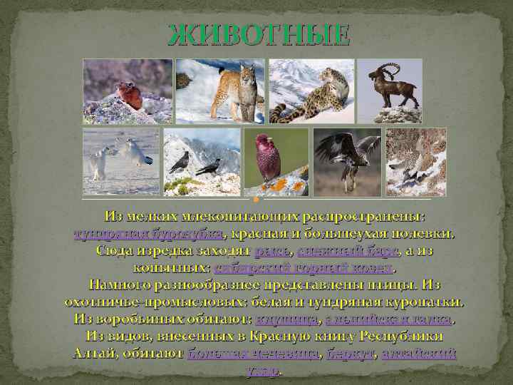 ЖИВОТНЫЕ Из мелких млекопитающих распространены: тундряная бурозубка, красная и большеухая полевки. Сюда изредка заходят