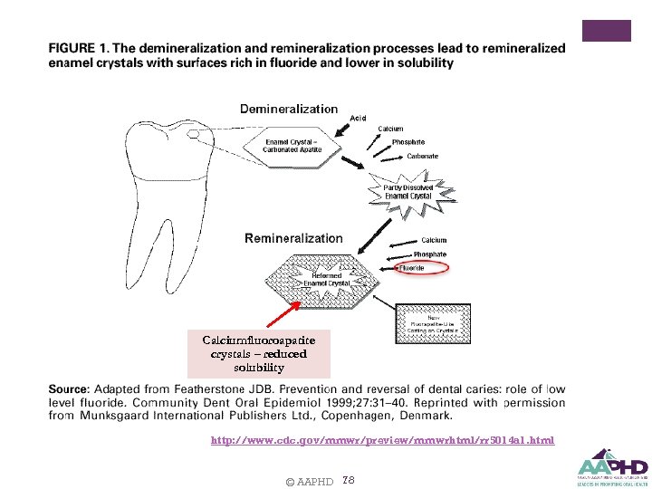 Calciumfluoroapatite crystals – reduced solubility http: //www. cdc. gov/mmwr/preview/mmwrhtml/rr 5014 a 1. html ©