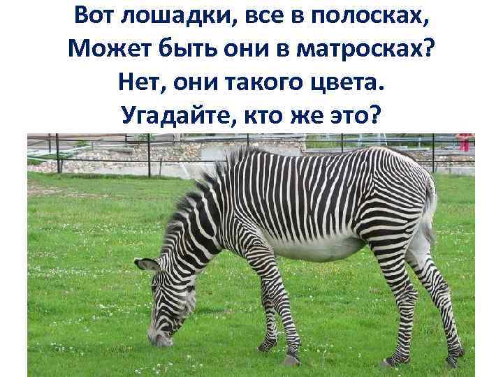 Вот лошадки, все в полосках, Может быть они в матросках? Нет, они такого цвета.