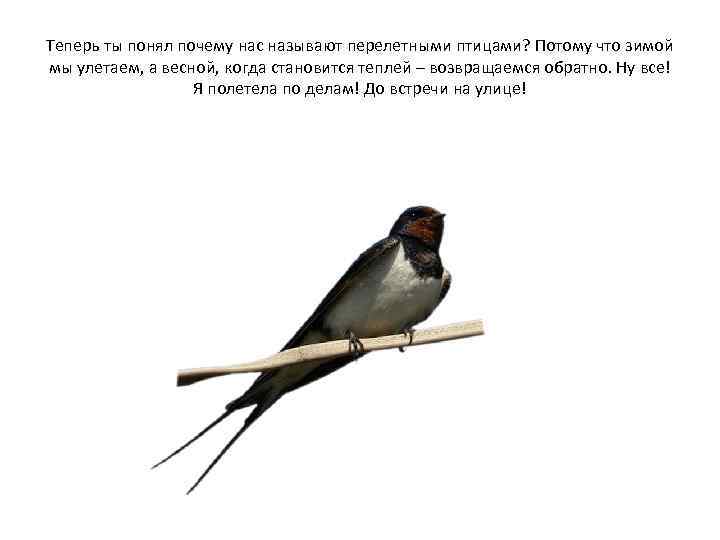 Теперь ты понял почему нас называют перелетными птицами? Потому что зимой мы улетаем, а