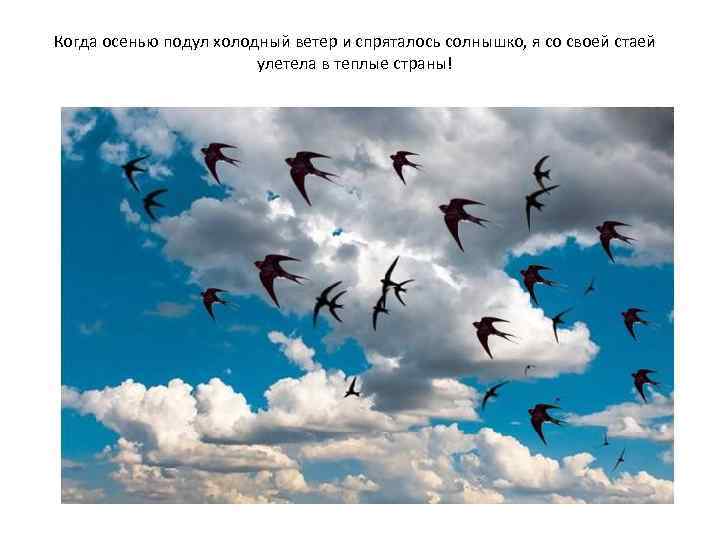 Когда осенью подул холодный ветер и спряталось солнышко, я со своей стаей улетела в