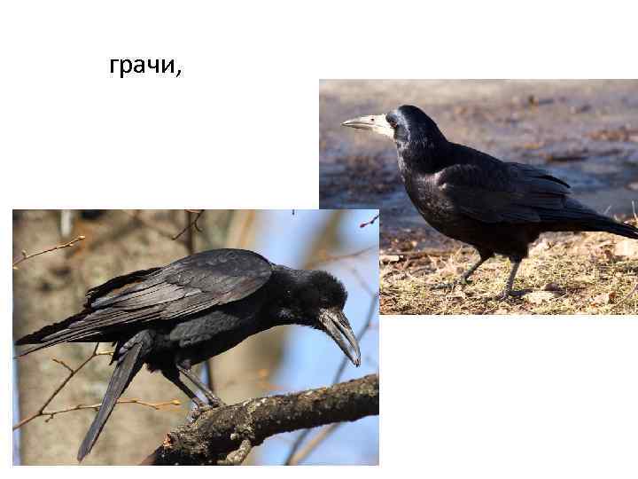 грачи, 