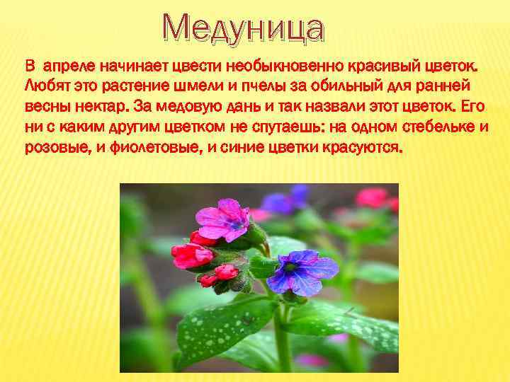 Медуница В апреле начинает цвести необыкновенно красивый цветок. Любят это растение шмели и пчелы