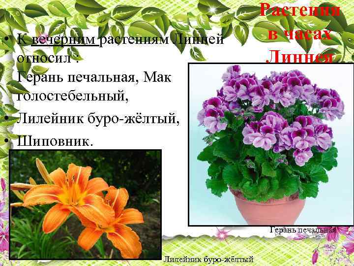  • К вечерним растениям Линней относил : Герань печальная, Мак голостебельный, • Лилейник