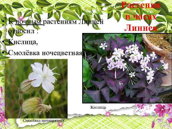  • К ночным растениям Линней относил : • Кислица, • Смолёвка ночецветная Кислица