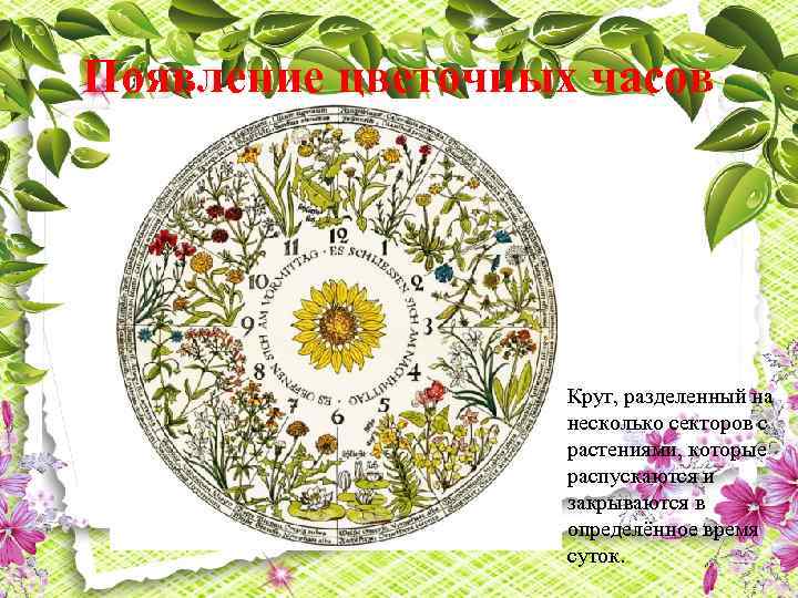 Появление цветочных часов Круг, разделенный на несколько секторов с растениями, которые распускаются и закрываются