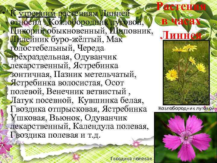  • Растения К утренним растениям Линней в часах относил : Козлобородник луговой, Цикорий