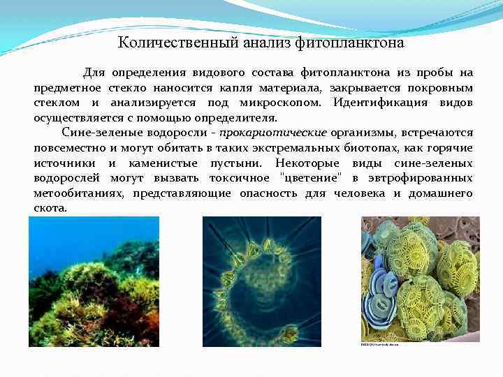 Характеристика фитопланктона