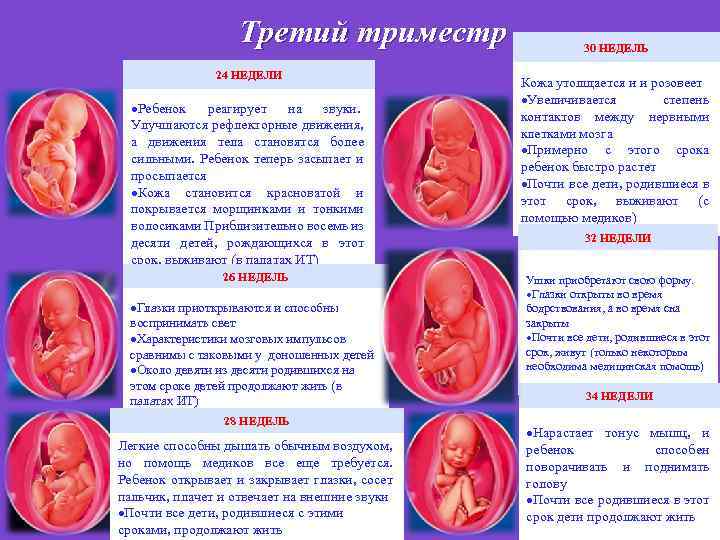 Третий триместр 24 НЕДЕЛИ Ребенок реагирует на звуки. Улучшаются рефлекторные движения, а движения тела