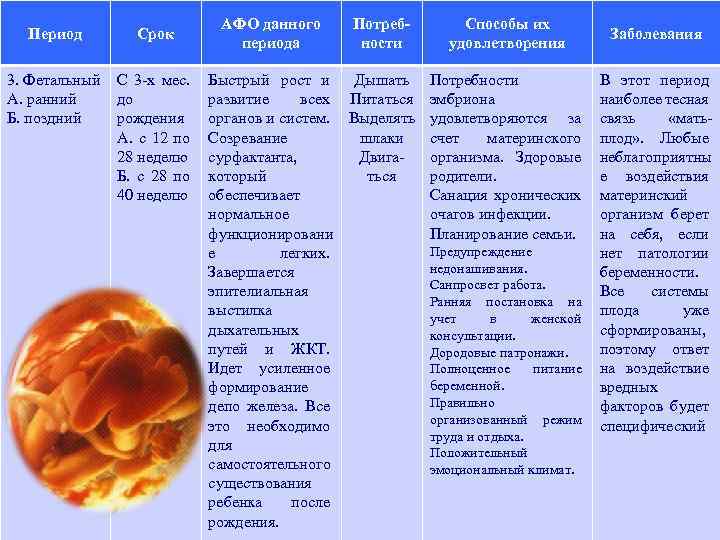 Период Срок 3. Фетальный А. ранний Б. поздний С 3 -х мес. до рождения