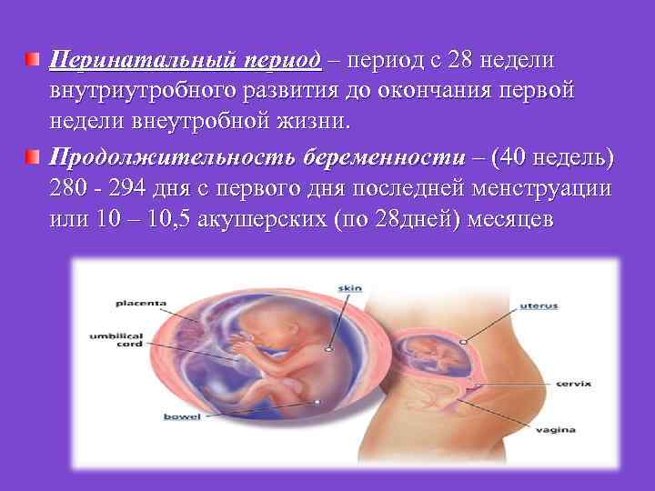  Перинатальный период – период с 28 недели внутриутробного развития до окончания первой недели