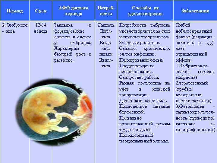 Период Срок 2. Эмбриоге 12 -14 - неза недель АФО данного периода Потребности Способы