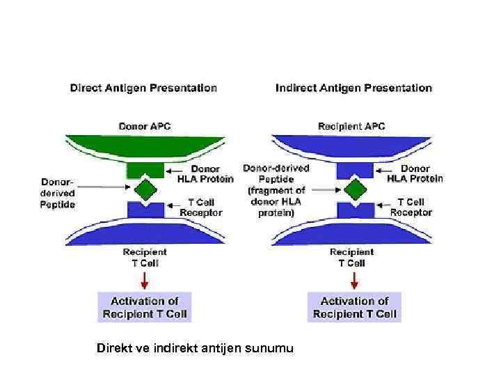 Direkt ve indirekt antijen sunumu 